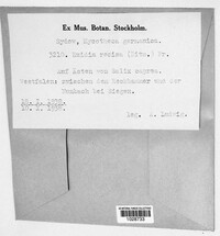 Exidia recisa image